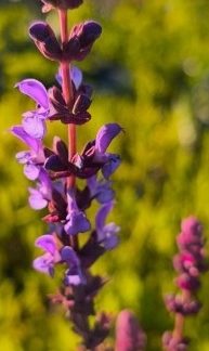 Salvia superba 'Blue Queen'