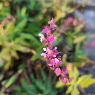 Salvia superba 'Rose Queen'