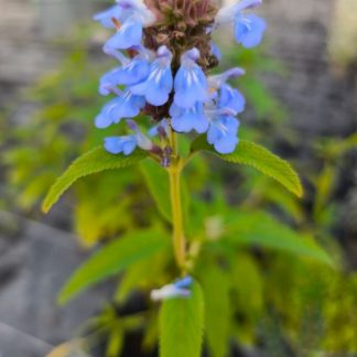 Salvia uliginosa