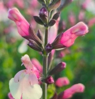 Salvia x jamensis 'Sierra San Antonio'