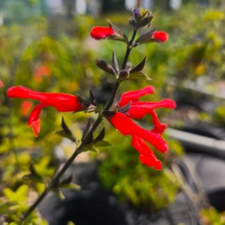 Salvia x jamensis 'Sierra San Antonio'
