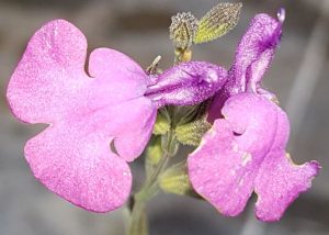 Sauge greggii purple fleur