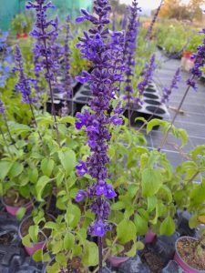 Salvia ‘Indigo Spires’