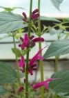 Sauge-pourpre-du-Mexique-iodantha fleur