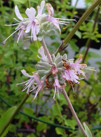 sauge leucophylla fleur