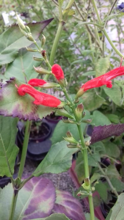 Salvia miniata (2)