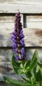 Sauge-nemorosa-Merleau-bleue fleur