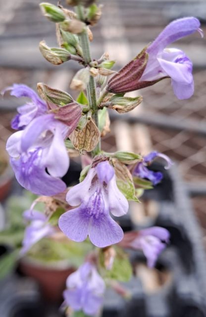 Salvia officinalis ‘Extrakta’