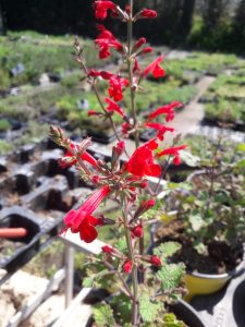 Salvia roemeriana