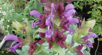 Salvia Canariensis candidissima Les Ar mes Du Gr s Salvia Canariensis candidissima Les Ar mes Du Gr s