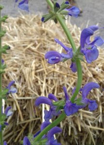 Sauge des prés bleue