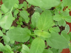 Sauge farineuse violet foncé