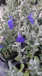 Sauge chamadroides