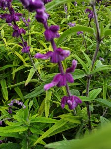Salvia leucantha ‘Purple Velvet’