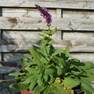 Salvia nemorosa 'Merleau Pink'