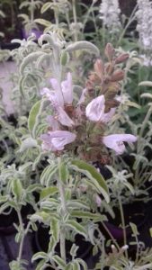 Sauge fruticosa triloba