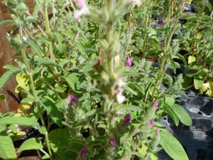 Sauge viridis rose