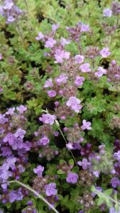 Thym hirsute