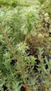 Thym mastichina