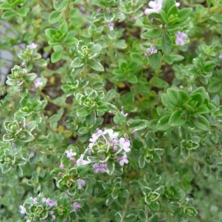 Thym panaché