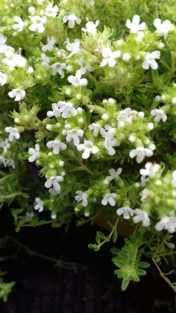 Thymus serpyllum var. albus Les arômes du grès