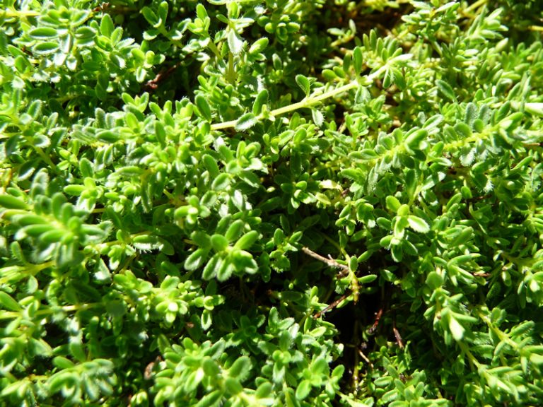 Thymus serpyllum var. albus Les arômes du grès