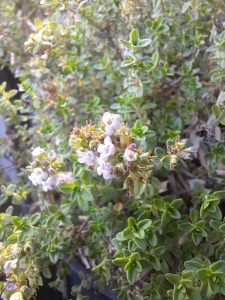 Thymus citriodorus