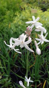 Tulbaghia blanc