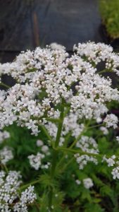 Valériane officinale