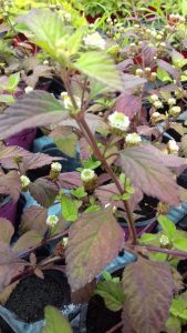 Verveine sucrée