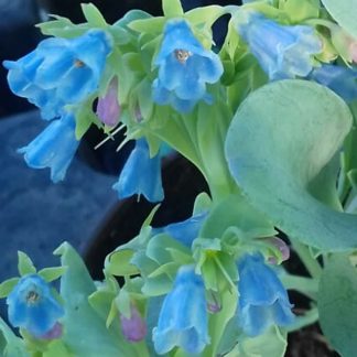 Mertensia maritima<br /><em>Huître végétale </em>