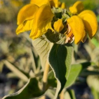 Phlomis fruticosa