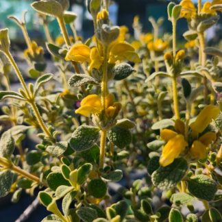 Phlomis lanata