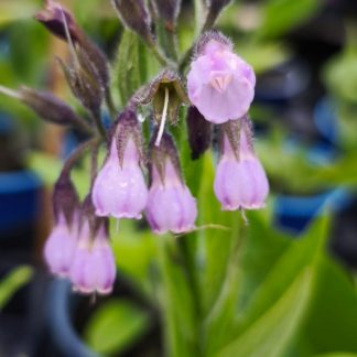 Symphytum 'Hidcote Pink'