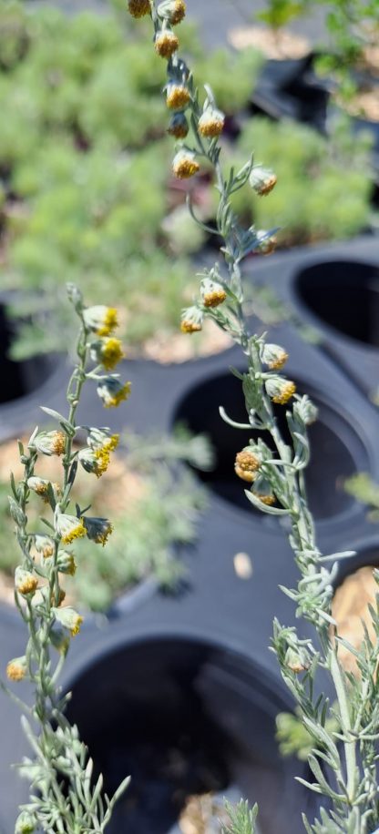 Artemisia mutellina