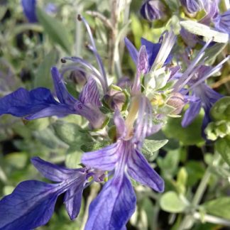 Teucrium fruticans 'Azureum'<br /><em>Germandrée arbustive 'Azureum' </em>