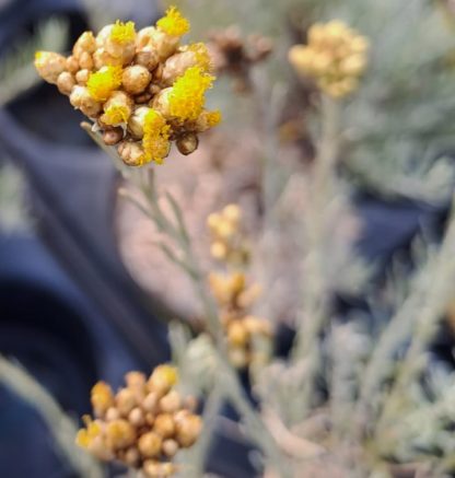 Helichrysum italicum ‘Nana’