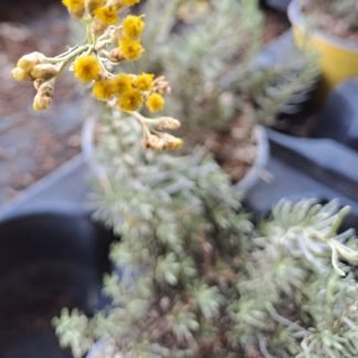 Helichrysum microphyllum ‘Lefka Ori’