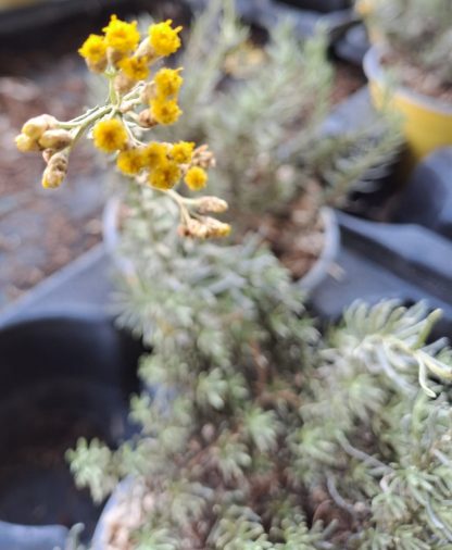 Helichrysum microphyllum ‘Lefka Ori’