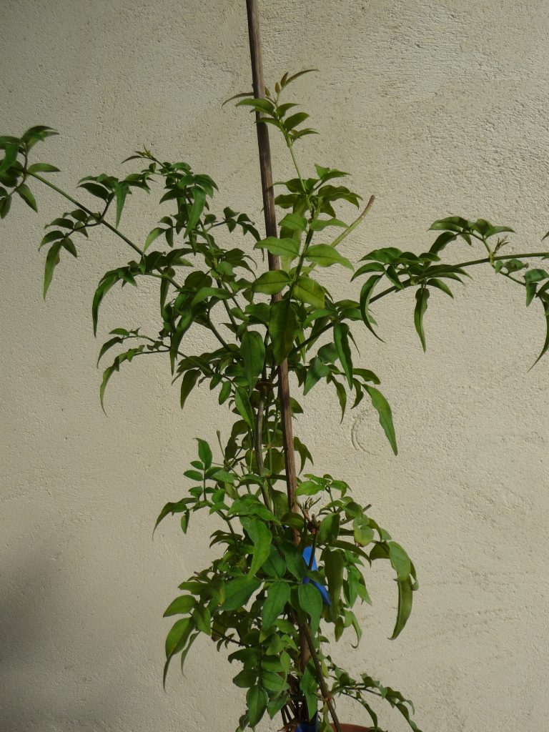 Jasminum officinale (jasmin blanc)