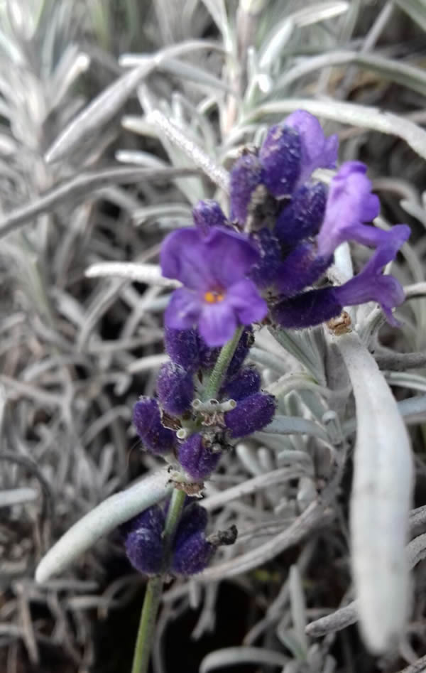 Lavandula angustifolia 'Hidcote Blue' (Lavande vraie)