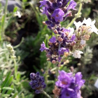 Lavandula angustifolia ‘Ellagance Purple’