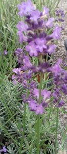 Lavandula angustifolia ‘Essence Purple’