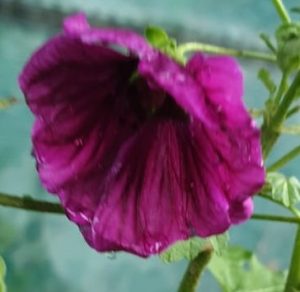 Malva sylvestris
