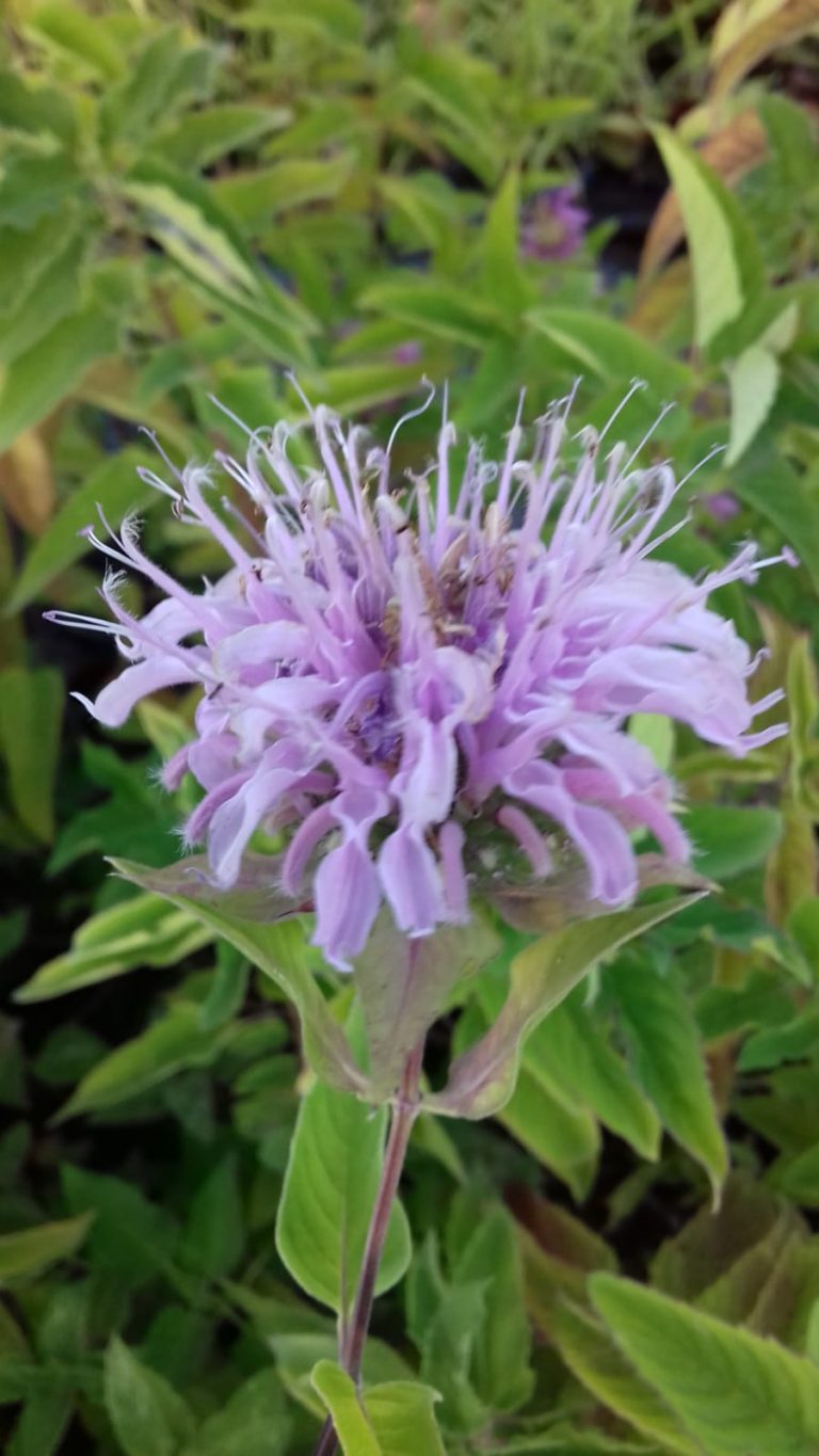 Huile Essentielle Monarde à Géraniol - Monarda Fistulosa 1000 Ml - Neuf