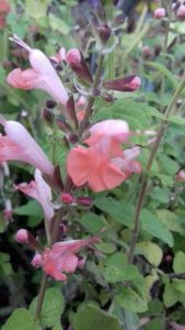 Sauge-coccinea-rose-saumon-fleur