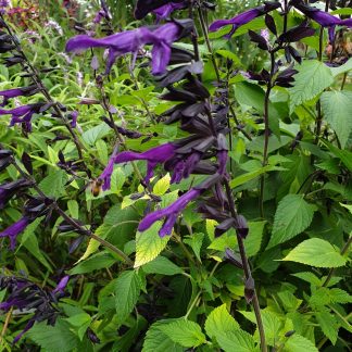 Salvia x Amistad