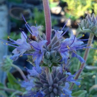 Salvia x leucophylla 'Bee's Bliss'<br /><em>Sauge 'Bee's Bliss' </em>