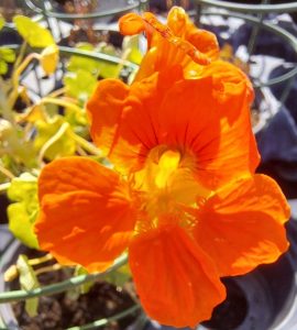 Tropaeolum majus 'Tip Top'