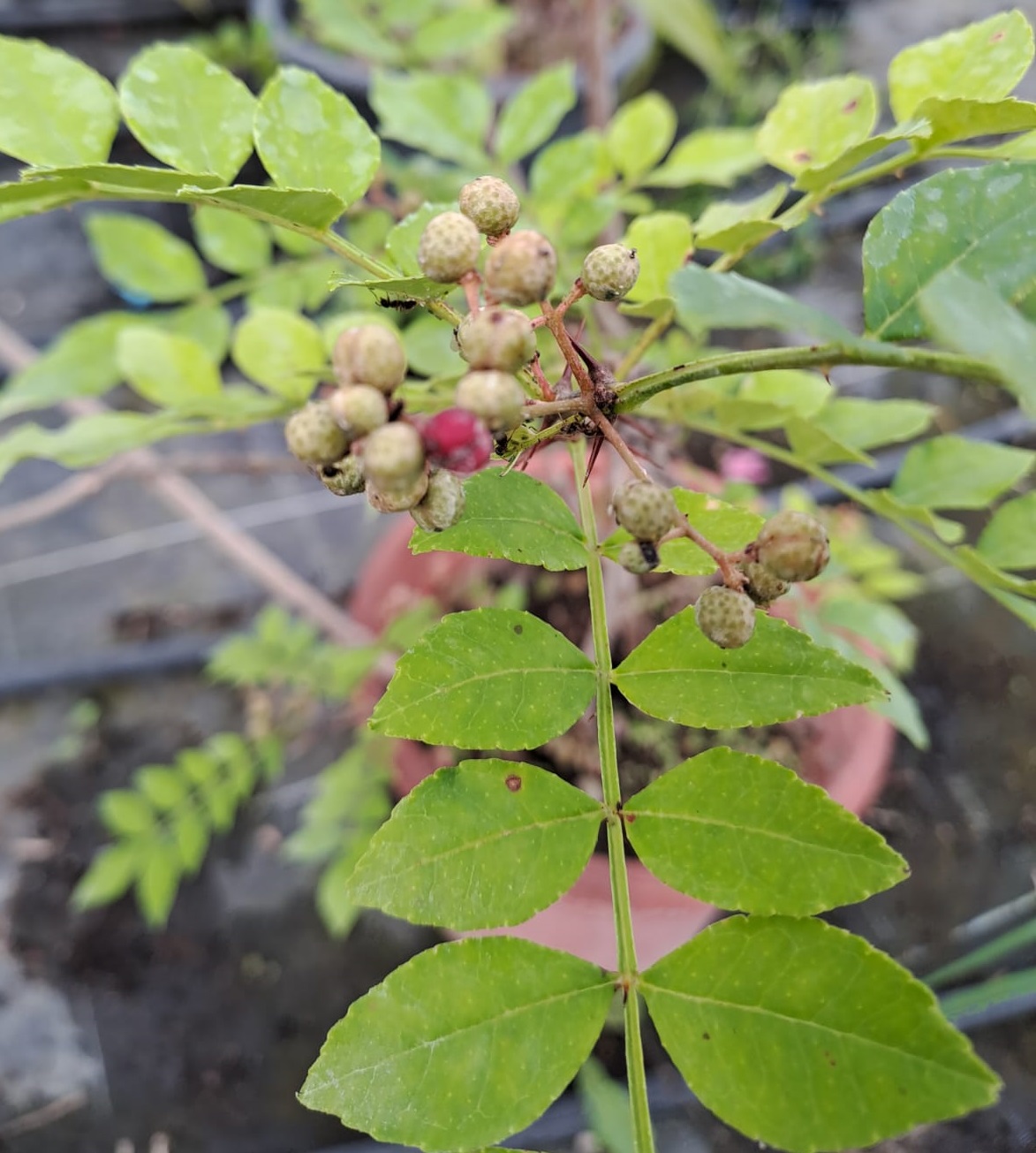 Zanthoxylum piperitum POIVRIER DE SICHUAN (plante)